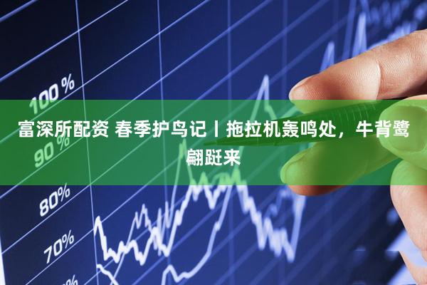 富深所配资 春季护鸟记丨拖拉机轰鸣处，牛背鹭翩跹来